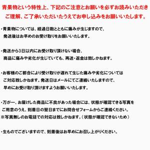 にんにく 青森産 福地ホワイト六片種 バラ 2...の詳細画像4