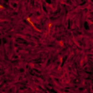 Montreux Selected Parts/セルロイド板 300x450(mm) べっ甲１P1....