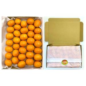 宮崎 完熟 きんかん Ｌサイズ　35玉以上（良品約550g） 全国送料無料 メール便  日本郵便 無地箱入 キンカン ギフト包装不可