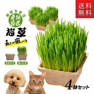 産地直送　新鮮無農薬　犬猫喜ぶごちそう猫草　4鉢セット｜kurosu