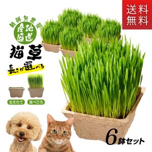産地直送　新鮮無農薬　犬猫喜ぶごちそう猫草　6鉢セット｜kurosu