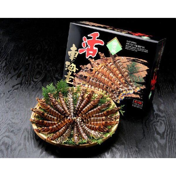 鹿児島県産　活きクルマエビ 770g