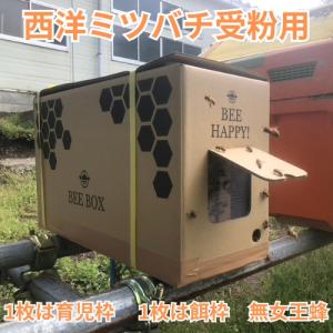 「2027年春予約」 花粉交配専用 西洋ミツバチ受粉用 ２群 蜂の巣枠2枚（1枚は育児枠、1枚は餌枠）無女王蜂 段ボール巣箱 果樹 イチゴ受粉 メロン スイカ