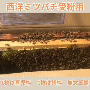 出荷 5月7日〜花粉交配専用 西洋ミツバチ受粉用 ２群 蜂巣枠2枚（1枚は育児枠、1枚は餌枠）無女王蜂 段ボール巣箱 果樹 イチゴ受粉 メロン スイカ 短期受粉