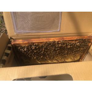 出荷 5月7日〜花粉交配専用 西洋ミツバチ受粉...の詳細画像3