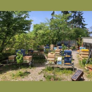 「2027年春予約」 花粉交配専用 西洋ミツバ...の詳細画像1