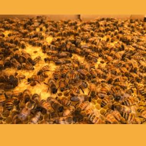 「2027年春予約」 花粉交配専用 西洋ミツバ...の詳細画像2