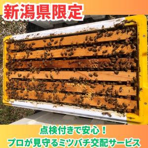 予約2026年秋「新潟県限定」西洋ミツバチレンタルサービス（冬季いちご受粉用）4枚群 女王蜂1匹 ３回点検付　セイヨウミツバチ 約10,000匹　冬季対応の断熱巣箱