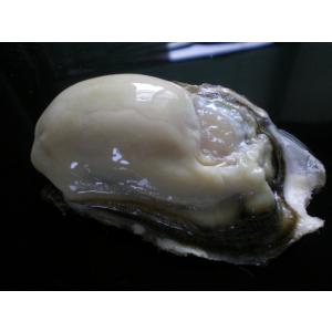 道東釧路の新鮮　厚岸産　特大殻付活牡蠣（150g~200g以上）　　20個　生食可能