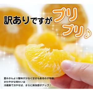 甘夏 8kg(箱込約8kg)和歌山県産 訳あり...の詳細画像2