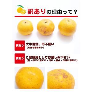 甘夏 8kg(箱込約8kg)和歌山県産 訳あり...の詳細画像5