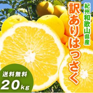 （あすつく対応）はっさく 10kg×2箱（計20kg） 和歌山県産 訳あり・ご家庭用 / 八朔 送料無料（北海道・沖縄県除く）（配達日指定不可）