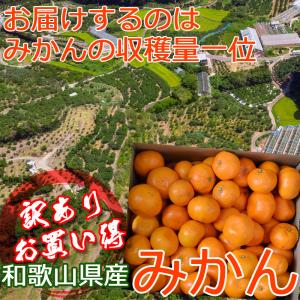 みかん 10kg(箱込約10kg)和歌山県産 ...の詳細画像2