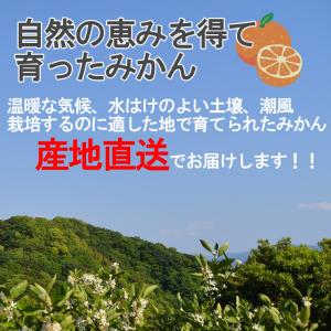 みかん 10kg(箱込約10kg)和歌山県産 ...の詳細画像3