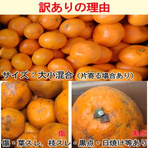 みかん 10kg(箱込約10kg)和歌山県産 ...の詳細画像5