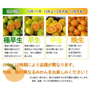 みかん 小玉(3S〜Sサイズ)10kg(箱込約...の詳細画像4