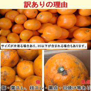 みかん 小玉(3S〜Sサイズ)10kg(箱込約...の詳細画像5