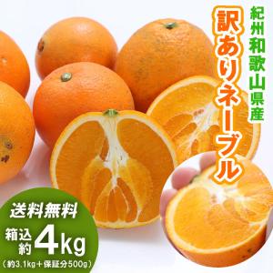 ネーブル 4kg（箱込約4kg）和歌山県産 訳あり・ご家庭用 送料無料（東北・北海道・沖縄県除く）（配達日指定不可）｜kusunokidou