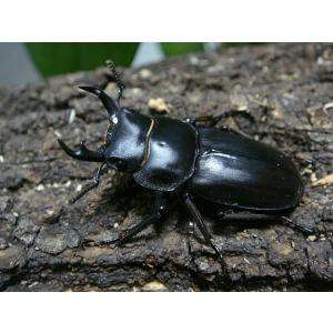 アマミコクワ★鹿児島県奄美市笠利町産★♂34.0ミリ♀30.5ミリ