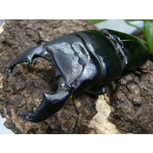スマトラオオヒラタクワガタ成虫ペアアチェ産CBF1♂92.0ミリ♀48.5ミリ