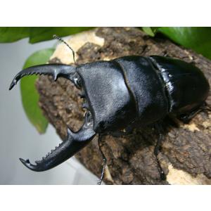 パラワンオオヒラタクワガタ成虫ペアガントン山産WF１♂98.5ミリ♀46.0ミリ