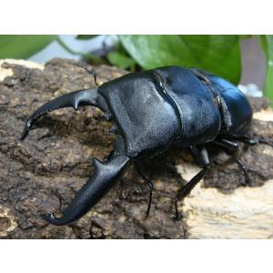 パラワンオオヒラタクワガタ成虫ペアガントン山産WF１♂98.5ミリ♀46.0ミリ