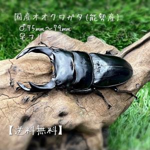 オオクワガタ 能勢産 ♂75mm〜79mm　♀フリー　ペア