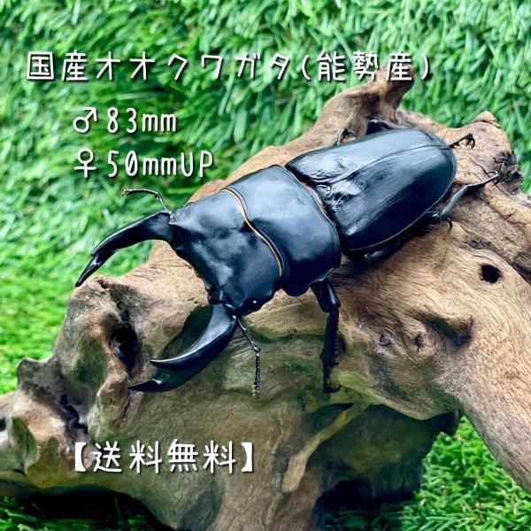 オオクワガタ 能勢産　♂83ｍｍ　♀フリー　ペア