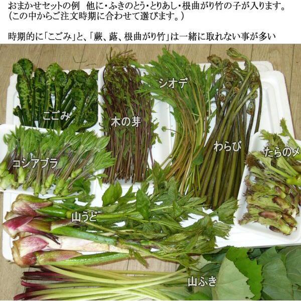 山菜セット 5〜6種(お買い得 山菜 たっぷり9〜10人位家族全員で楽しめる量)【早め4/10〆切予...