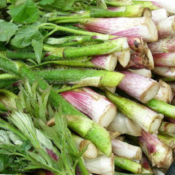 独活 山菜 うど ウド（山うど 450g前後天然物）大小混合採りたて発送ご予約販売（4/半ば〜）