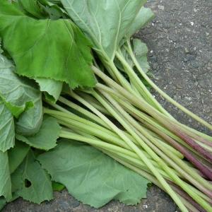 ふき フキ 山蕗 1kg 山菜 ふき 野蕗(山...の詳細画像1