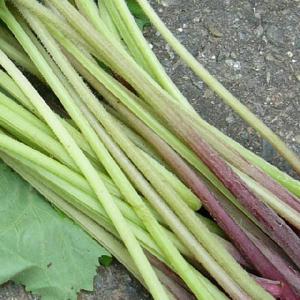 ふき フキ 山蕗 1kg 山菜 ふき 野蕗(山...の詳細画像3