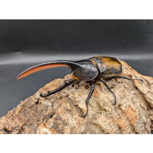 ヘラクレスオキシデンタリス ♂128mm♀63mmの商品画像