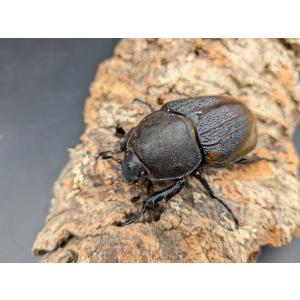 ヘラクレスオキシデンタリス ♂128mm♀63mmの詳細画像4
