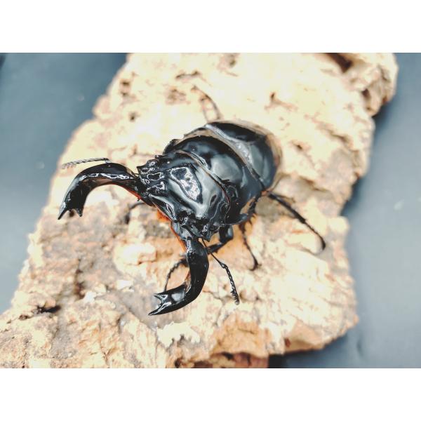 タランドゥスオオツヤ　♂86ｍｍ♀52ｍｍ 　