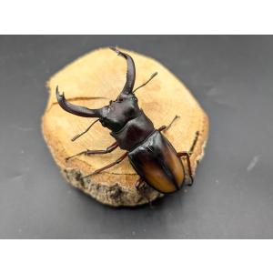 エロンガトゥスフタマタ　♂70ｍｍ♀41ｍｍ