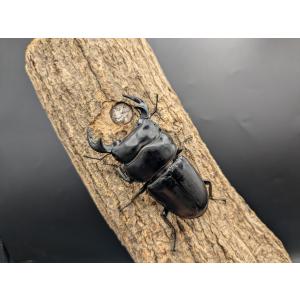 WDアンタエウスオオクワガタ　♂75ｍｍ♀39ｍｍペア