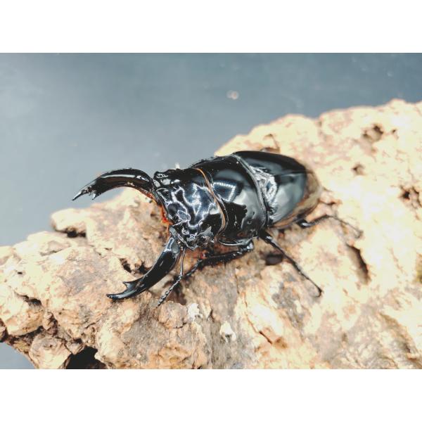 レギウスオオツヤ　♂79ｍｍ♀50ｍｍ