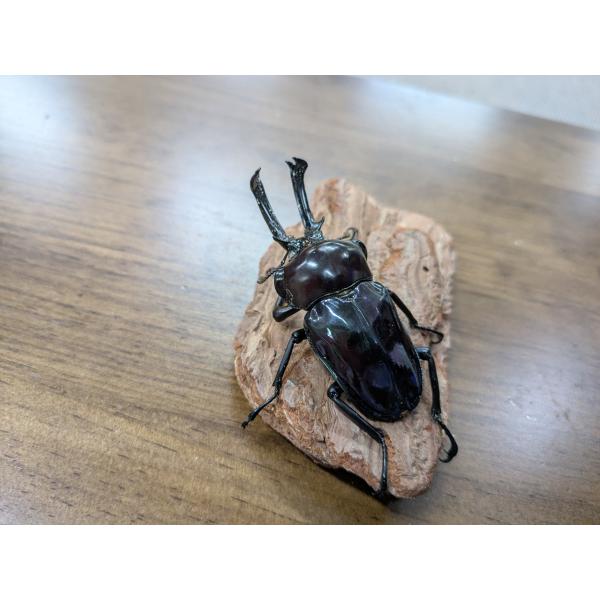 紫紺ニジイロクワガタ　ホワイトアイ　幼虫