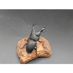 スジブトヒラタ　♂63ｍｍ♀44ｍｍ