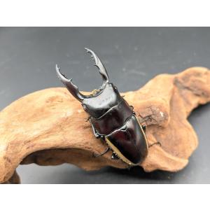 WDウォレスノコギリ　♂63ｍｍ♀31ｍｍ