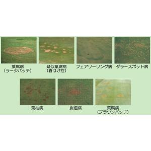 芝生用 殺菌剤 タフシーバフロアブル 1L 4...の詳細画像1