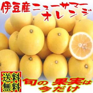伊豆産ニューサマーオレンジ7k（静岡県伊豆産）みかん 柑橘類 母の日