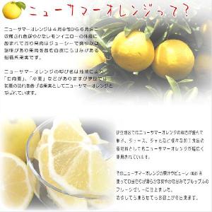 ニューサマーオレンジゼリー5個入 お中元 夏ギ...の詳細画像4