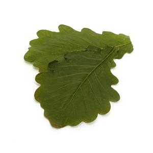 柏葉 (塩漬け) (約50枚)の商品画像