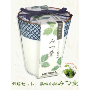 聖新陶芸　薬味小鉢　みつ葉　栽培セット