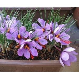 サフラン 大球 15球入 球根 336a08 京都園芸広場 通販 Yahoo ショッピング