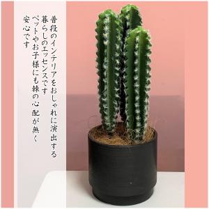 鬼面角 サボテン 花 ガーデニング の商品一覧 通販 Yahoo ショッピング