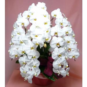 胡蝶蘭 特上特大 複数立ち白系