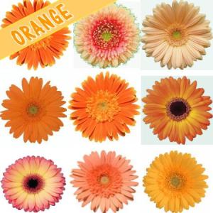 かわいい ガーベラの花束 ほしい数だけキュート...の詳細画像1
